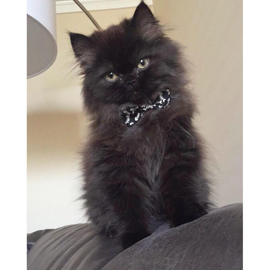 Sir Hairy Winston Fitzgerald Pussy Kitten as a KITTEN! The week we got him!