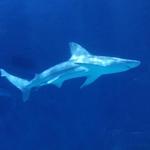 North Carolina Aquarium on Roanoke Island