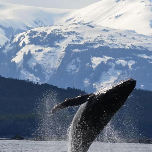 Whale watching On Our Honeymoon