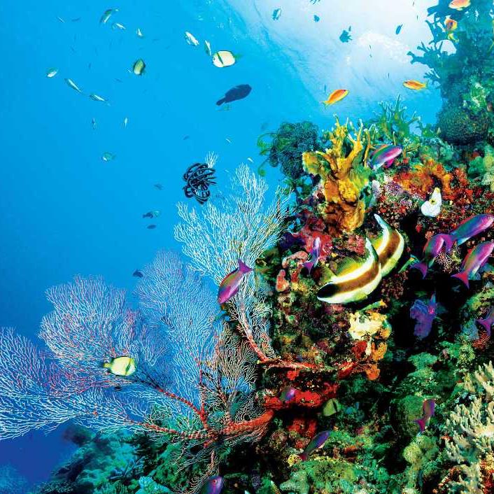 Honeymoon Fund: Scuba Dive in Seychelles