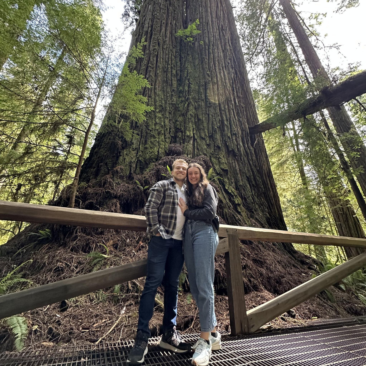 Redwoods!
