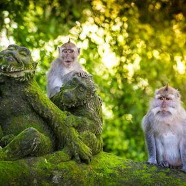 Sacred Monkey Forest Tour