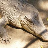 Crocodile Creek