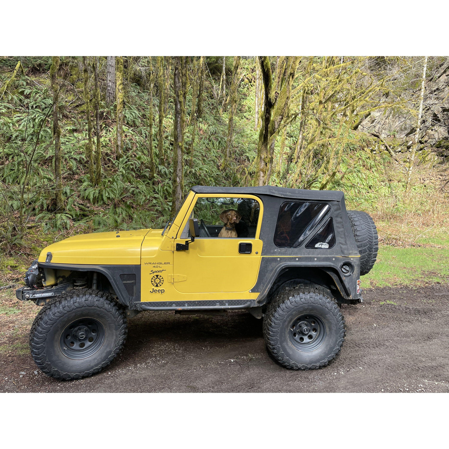 Cedar in John's Jeep, Astoria, OR 2020