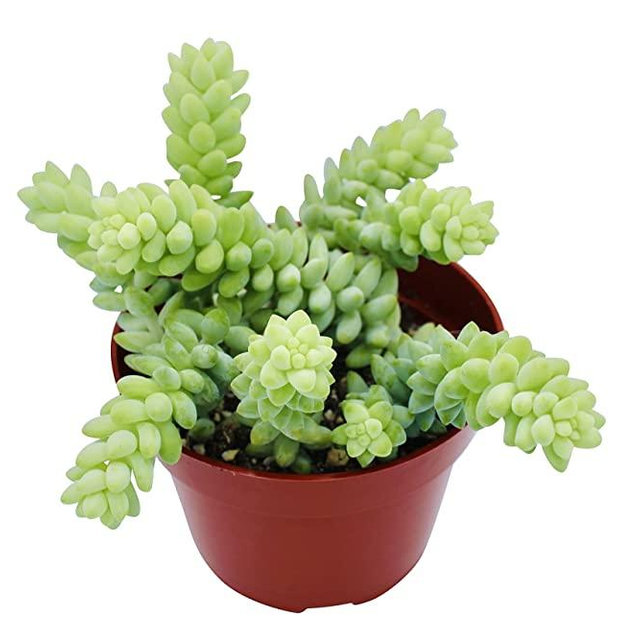 Live Succulent 4" Donkey Tails, Succulents Plants Live, Succulent Plants Fully Rooted, House Plant for Home Office Decoration, DIY Projects, Party Favor Gift by The Succulent Cult