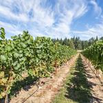 Scotch Church Road Vineyard