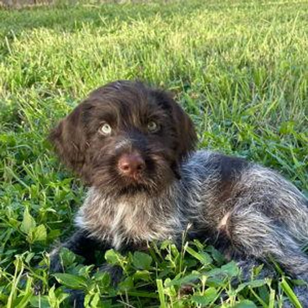 Puppy Fund