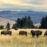 CSKT Bison Range