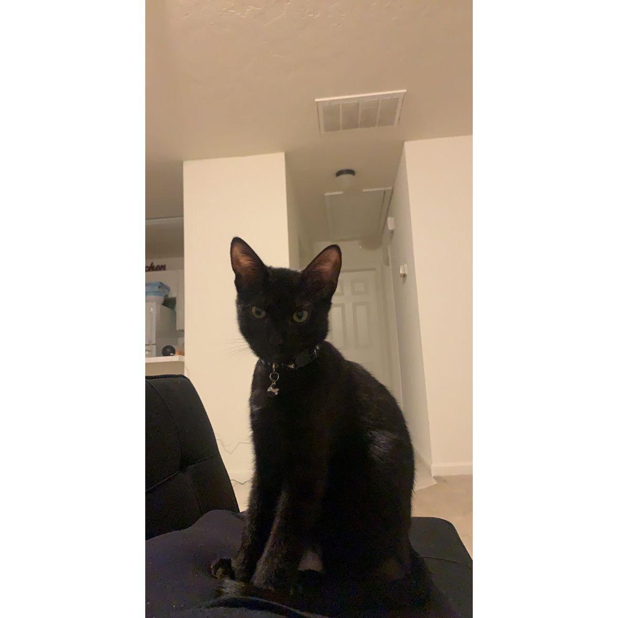 January 30,2021 we welcomed Midnight "Michi" 