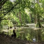 Magnolia Plantation and Gardens