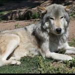 Colorado Wolf and Wildlife Center