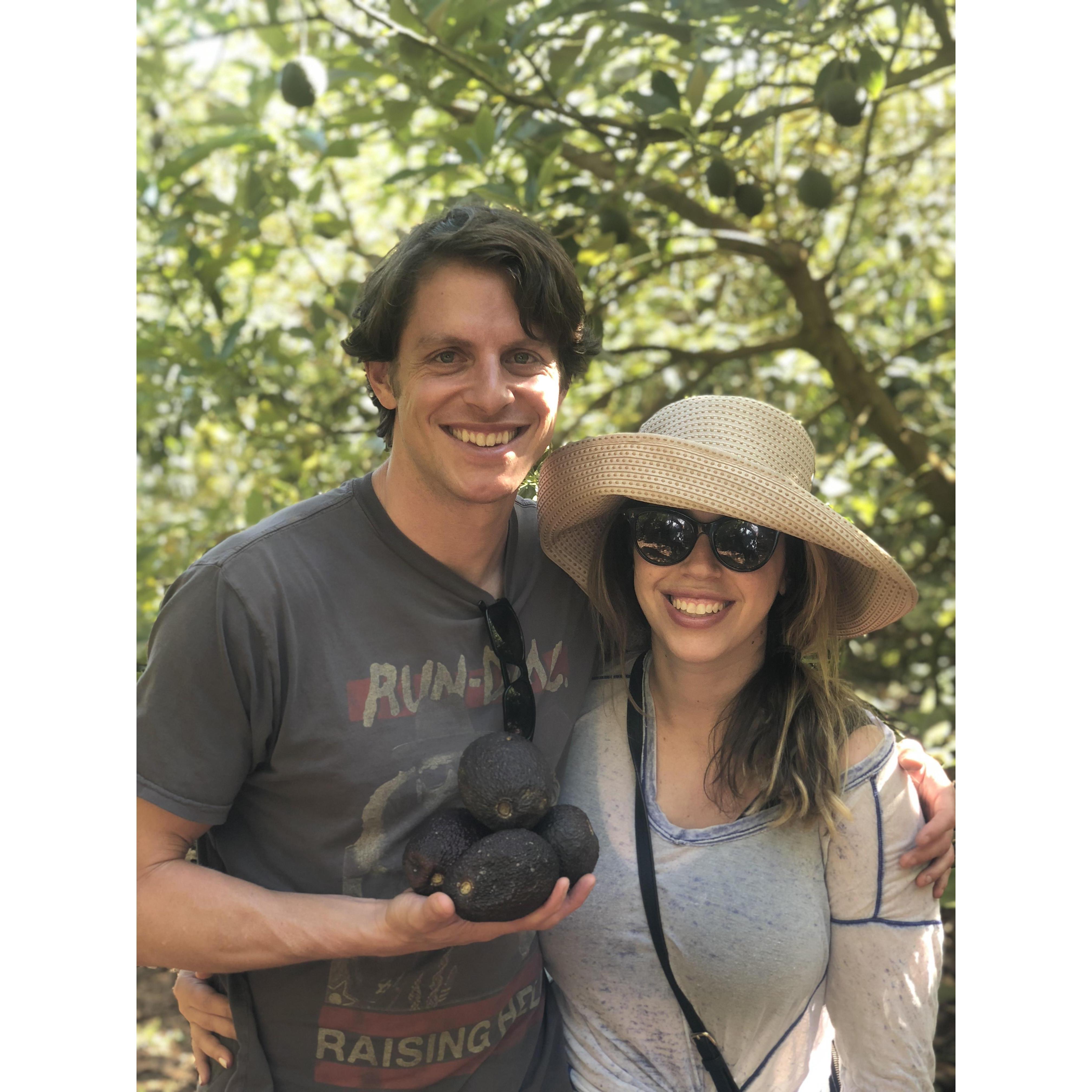 Farmers for a day! We went to pick our on avocados at the family farm in Northcliffe, Australia