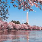 Tidal Basin