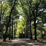 Forest Park