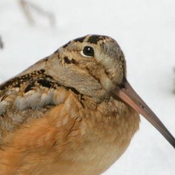 Maine Audubon Society