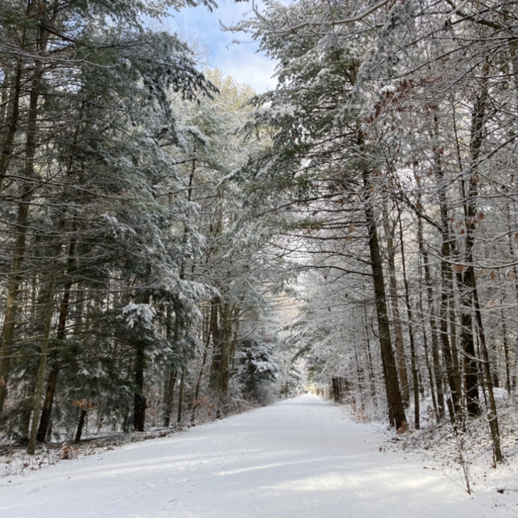 Snow covered pine trees