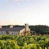 Alloro Vineyard