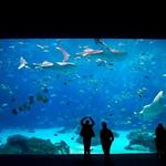 Georgia Aquarium