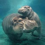 San Diego Zoo