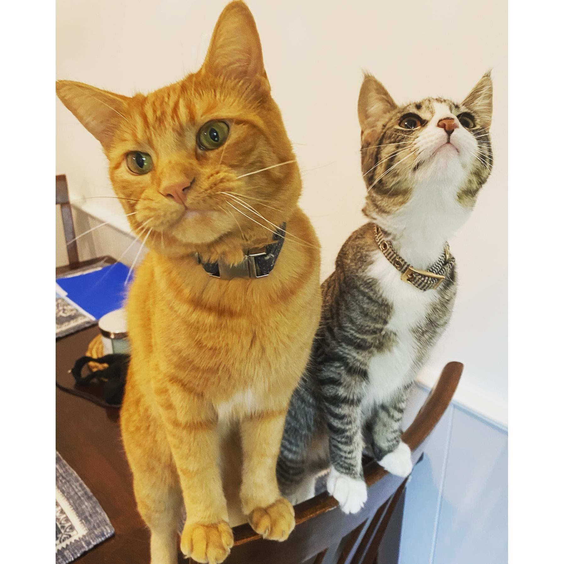 Our cats Frank and Beans.♥