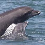 Swim with dolphins