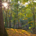 Taxter Ridge Park Preserve