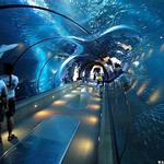 Shedd Aquarium