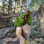 Zoologico Guadalajara