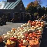 Pick some pumpkins at the Equinox Valley Nursery