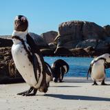 Boulders Beach