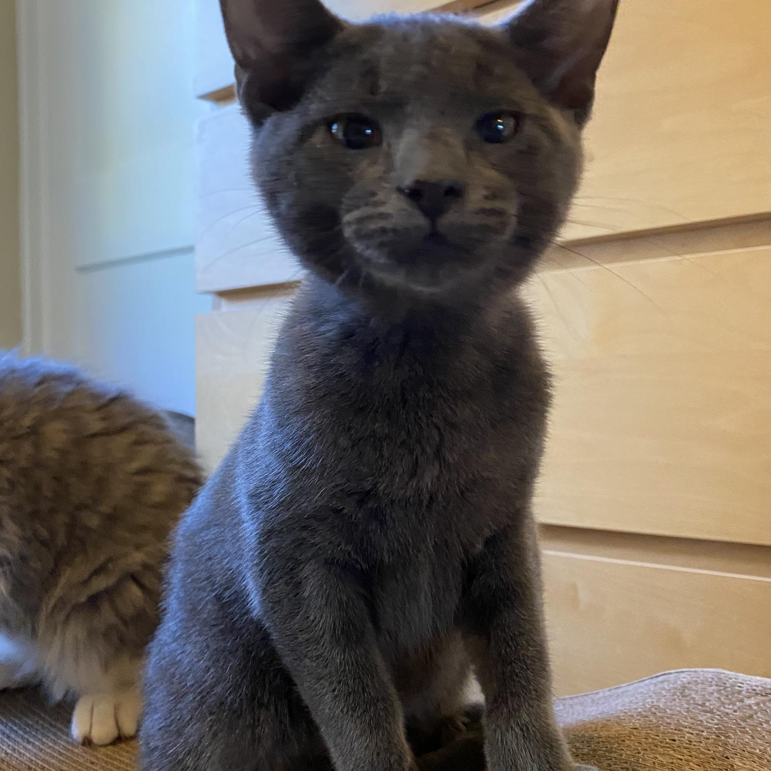 Visiting the kitties at Bri’s before we took them home