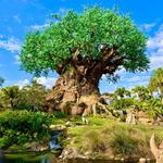 Animal Kingdom