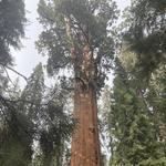 Sequoia National Park