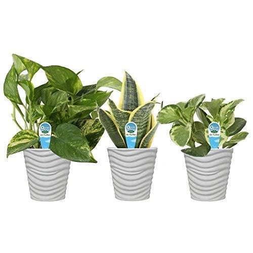 Costa Farms Clean Air 3-Pack O2 for You Live House Plant Collection, White Decor Planter