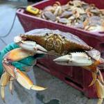 Crabbing on the Oregon Coast - Many Locations (e.g. at Kelly's Brighton Marina)