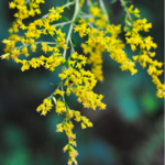 North Carolina Botanical Garden