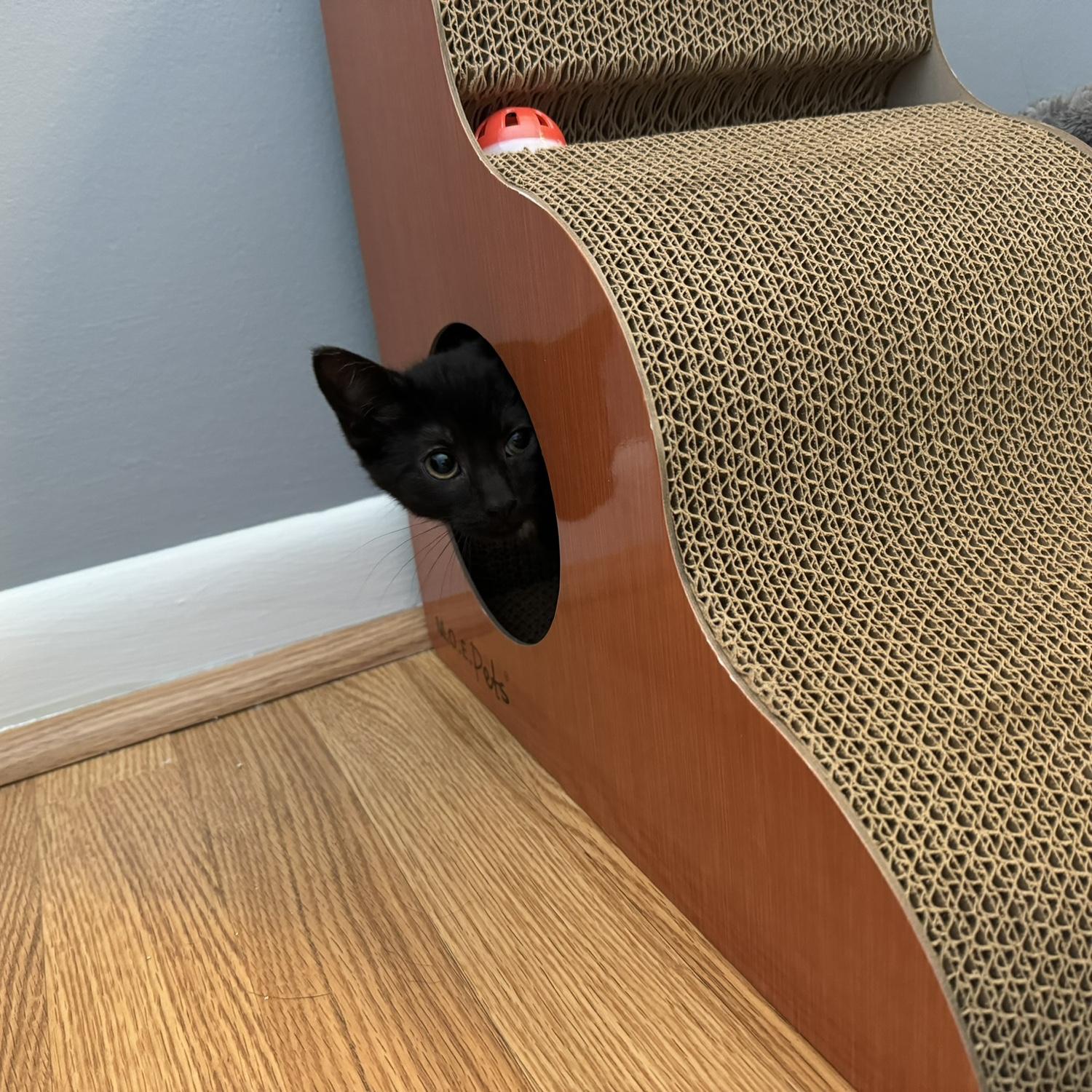 Ebi the day she came home