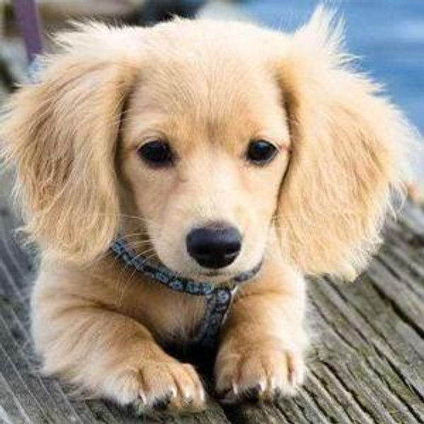 Our Future Puppy Fund