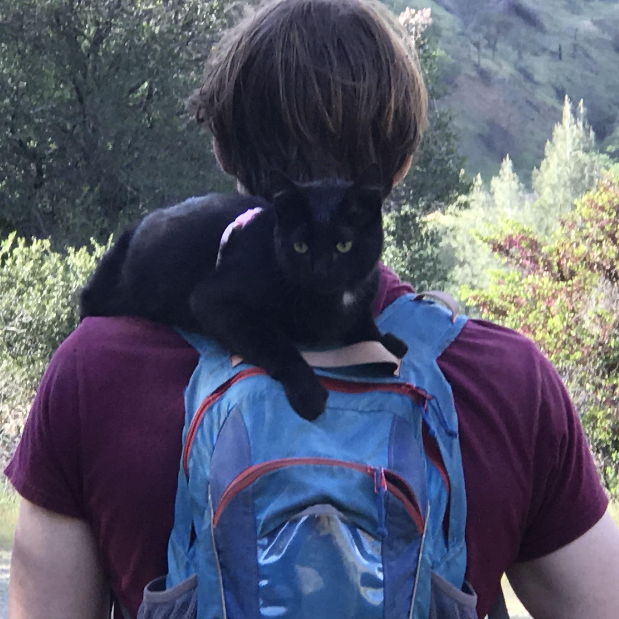 Our attempts to make our cat an "Adventure cat"