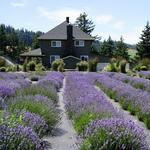 Hood River Lavender Farms