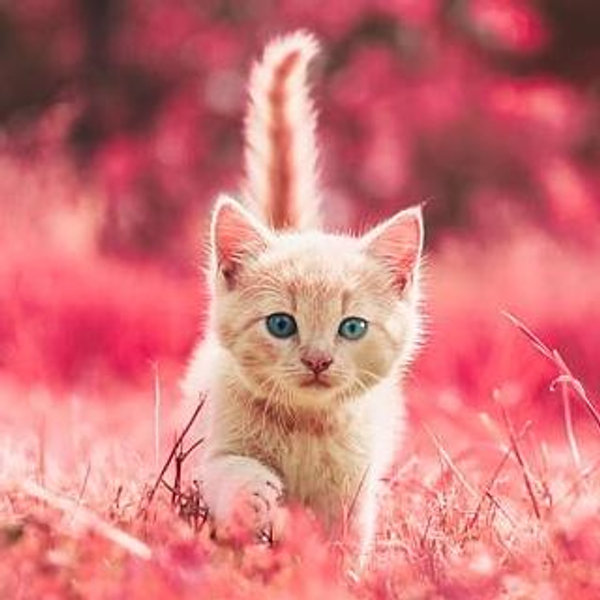 Our New Kitten