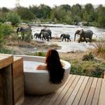 Londolozi Game Reserve