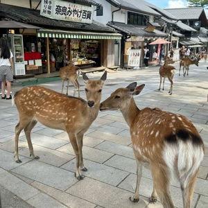 Nara Deer Park Day Trip
