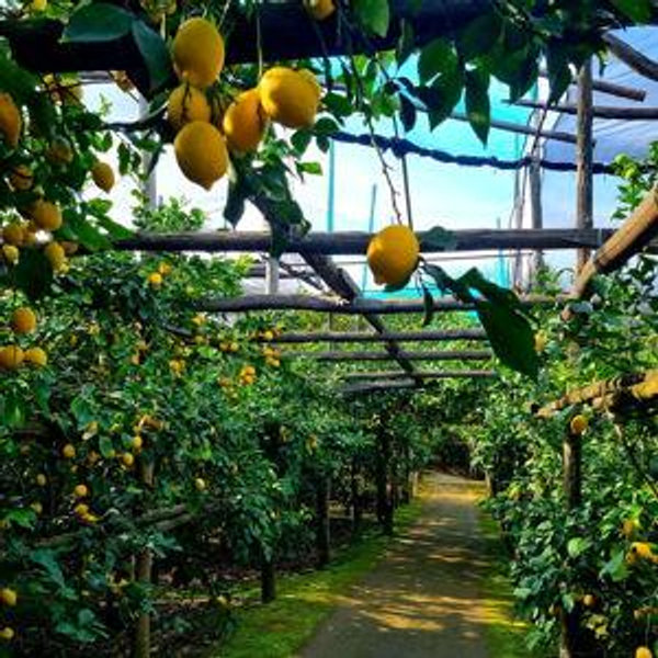 Sorrento Farm Tour for Two