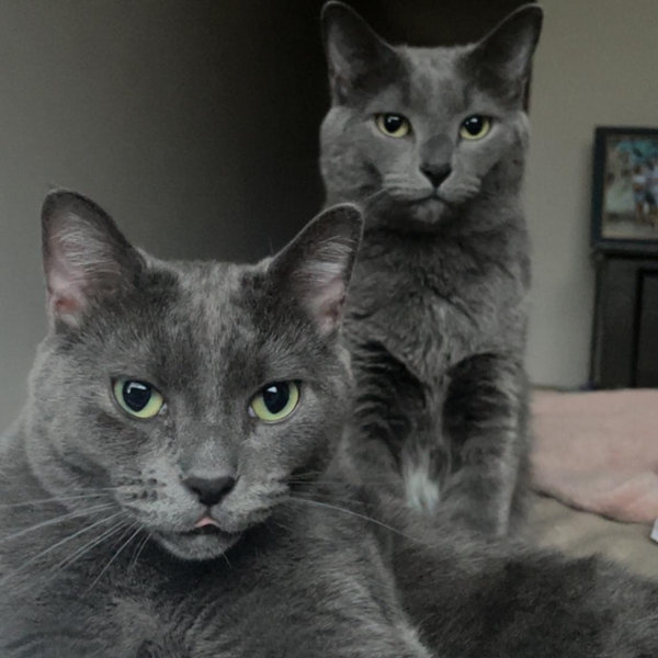 Madison Cat Project