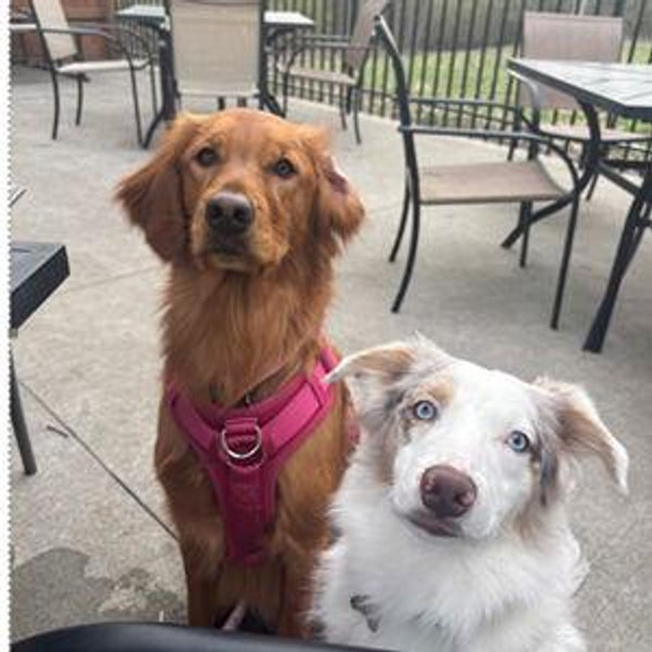 Maple and Oakley's boarding