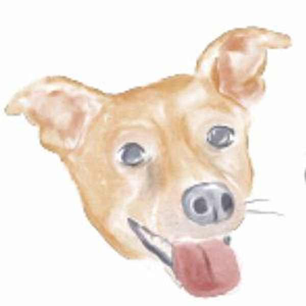 Our Pet Toy Fund