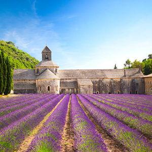 Lavender Fields Tour (Provence, France)