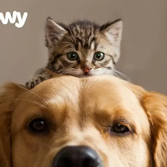 Chewy eGift Card