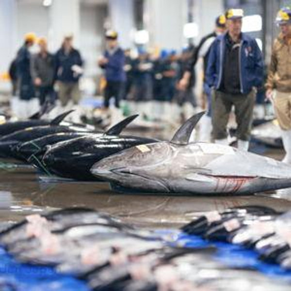 Tuna Market Auction